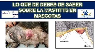 ¿QUE ES LA MASTITIS EN MASCOTAS  COMO SE TRATA [upl. by Bertle]