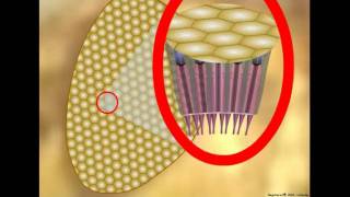 Insect Vision Ommatidium Structure and Function [upl. by Vito]