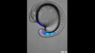 Genetic oscillation in zebrafish [upl. by Nova159]