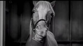 Mister Ed Season 1 Intro [upl. by Norval]