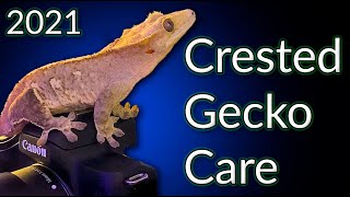 Crested Gecko Care Guide 2021  EVERYTHING You Need To Know [upl. by Alano]