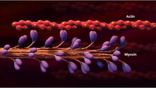 3 Muscle contraction detail Concept Cell Biology [upl. by Akayas]