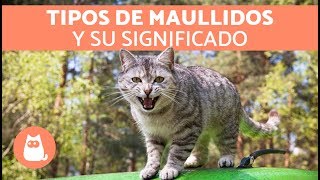 Maullidos de los gatos y su SIGNIFICADO [upl. by Anole562]