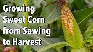 Growing Sweet Corn from Sowing to Harvest [upl. by Thaddeus]