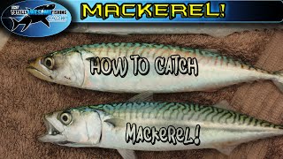 How to catch Mackerel  TAFishing [upl. by Gayn386]