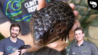 Shingleback Skink A MONOGAMOUS Blue Tongue [upl. by Tezzil100]