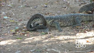 Monitor Lizard vs Python [upl. by Teriann]