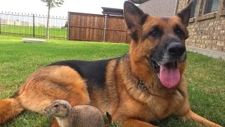 Precious Prairie Dog Befriends German Shepherd [upl. by Lyn]