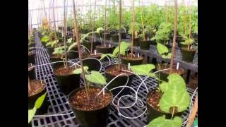 Bean Plants Grow in UC Davis TimeLapse Video [upl. by Casilda]