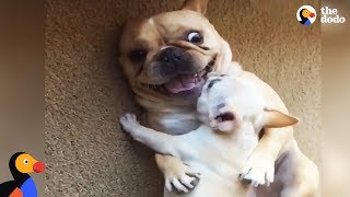 Hilarious French Bulldog Gets New Baby Brother  The Dodo [upl. by Uhthna]