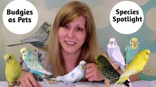 Budgies as Pets Species Spotlight [upl. by Gewirtz]