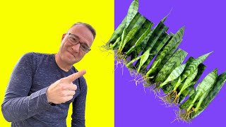 Secrets to Snake Plant Propagation How to Propagate Sansevieria [upl. by Kusin24]