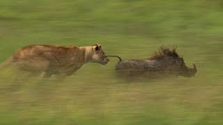 Mother Lioness Hunts Warthog  BBC Earth [upl. by Raimondo684]