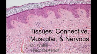 Tissues Part 2 Connective Muscular and Nervous Tissues [upl. by Glasgo301]