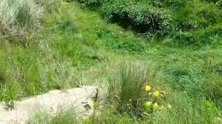 Sand Dune Ecosystem [upl. by Ysied694]