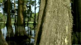 Caddo Lake State Park Texas [upl. by Caitlin]