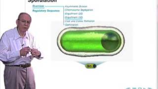 Sporulation in Bacillus subtilis [upl. by Campos]