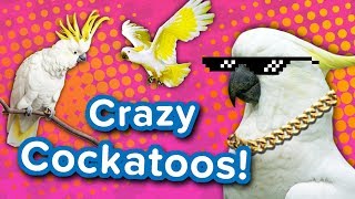 Crazy Cockatoos  Funny Animal Compilation [upl. by Phionna]