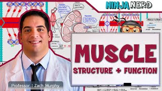 Musculoskeletal System  Muscle Structure and Function [upl. by Kynan]