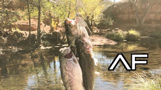 ARIZONA FISHING AT WET BEAVER CREEK [upl. by Umont]