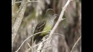 Great Crested Flycatcher Calling  Bird Sounds [upl. by Kinson]