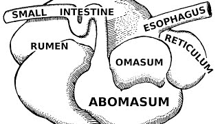 Digestive Systems of Livestock Anatomy [upl. by Zoi]