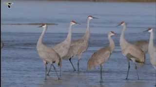 Flock of Sandhill Cranes [upl. by Yrak]