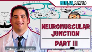 Musculoskeletal System  Neuromuscular Junction  Sliding Filament Theory Part 3 [upl. by Fabron82]