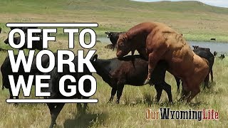 Putting Bulls In With The Cows on the Ranch [upl. by Yt972]