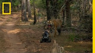 Robot vs Tiger  Nat Geo Live [upl. by Enilesor]