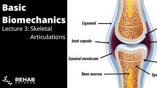 Biomechanics Lecture 3 Skeletal Articulations [upl. by Casteel591]