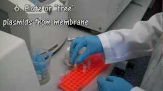 Plasmid DNA Extraction [upl. by Ginsberg]