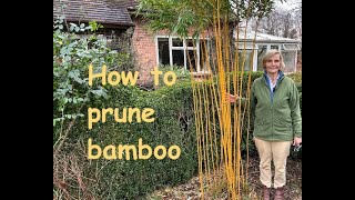 How to prune bamboo [upl. by Novahc]