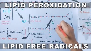 Mechanism of Lipid Peroxidation [upl. by Breban]