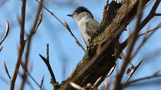 Every British Warbler calling  ordered by genus [upl. by Pudendas256]