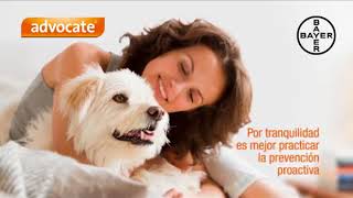 Bayer Antiparasitario Advocate Perros y Gatos [upl. by Beghtol519]