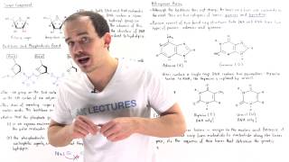 Composition of Nucleic Acids [upl. by Dorkas]