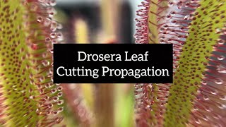 Drosera Leaf Cutting Propagation  Quick and Easy Ways to Propagate Your Sundews [upl. by Nimad366]