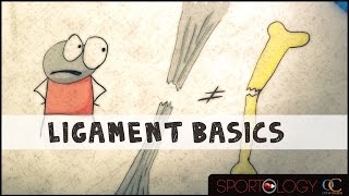 Ligament Basics  Science Explained [upl. by Uchida]