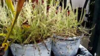 Drosera indica  The Indian Sundew Carnivorous Plant [upl. by Hannahc]