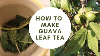 How to Make Guava Leaf Tea [upl. by Gabriello]