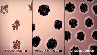 How We Get Our Skin Color  HHMI BioInteractive Video [upl. by Ecnar]