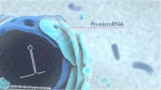 Discover microRNA origins and the latest technology for miRNA research [upl. by Crispin]