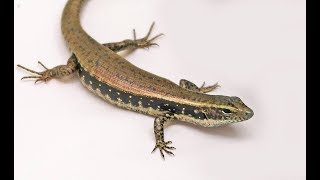 Eastern Water Skink  Species Special [upl. by Angell614]