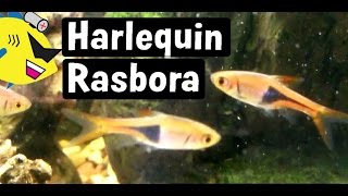 Harlequin Rasbora Fish Profile Easy Freshwater Fish [upl. by Ursala]