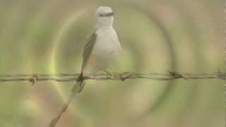 Scissortailed Flycatcher calling and shaking feathers [upl. by Livy]