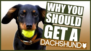 DACHSHUND 5 Reasons Why YOU SHOULD GET a Dachshund Puppy [upl. by Alrick]