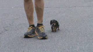 Rosas K9 Training Mini Dachshund 9 Weeks Old Obedience [upl. by Tatia]