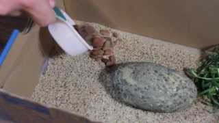 How to Care For Your Pet Rock [upl. by Evyn]