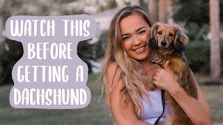 Owning a Dachshund THE PROS AND CONS [upl. by Hotze]